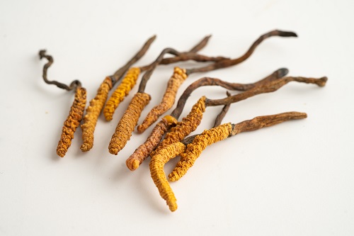 cordyceps